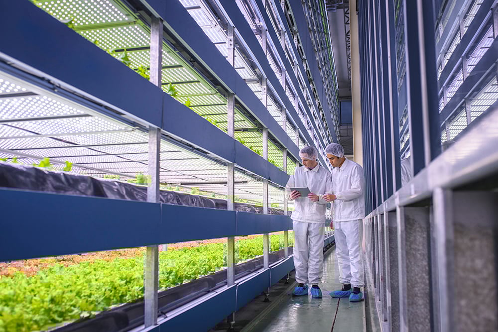 Two scientists tend to their crop in a grow farm